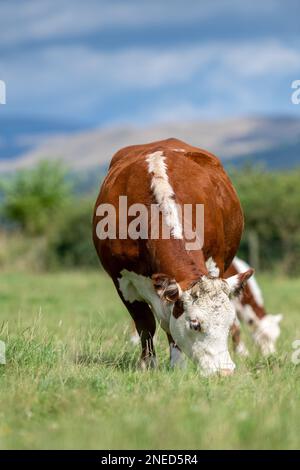 Le bétail de Hereford, une race britannique indigène, paître sur un pâturage luxuriant dans la vallée de la Lune, près de Kirkby Lonsdale, Cumbria, Royaume-Uni. Banque D'Images