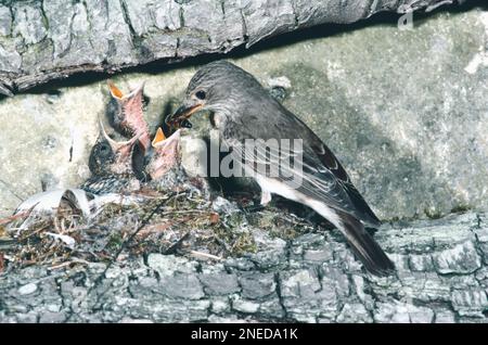 Moussapa striata, parent au nid qui nourrit trois bébés avec la mouche Drone Banque D'Images