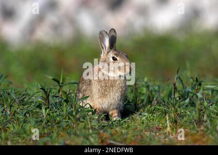 Lapin européen (Oryctolagus cuniculus) dans un champ près d'Achern, sauvage, Ortenaukreis, Forêt Noire, Bade-Wurtemberg, Allemagne Banque D'Images