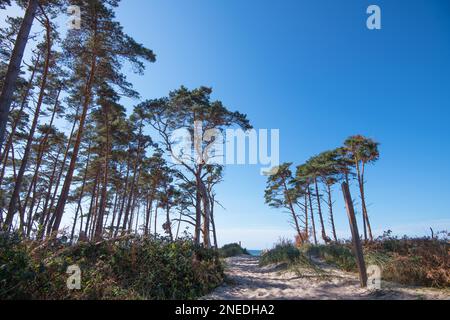 Forêt primitive de Darss, transition de la forêt à la dune, Parc national de Vorpommersche Boddenlandschaft, Mecklembourg-Poméranie occidentale, Allemagne Banque D'Images