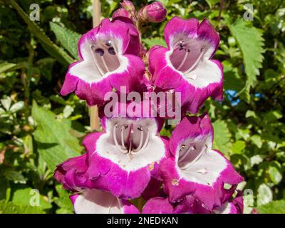 Royaume-Uni, Angleterre, Devon. Un jardin de chalet. 26th juin. penstemon violet et blanc. Banque D'Images