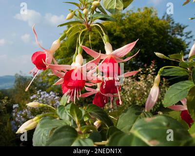 Royaume-Uni, Angleterre, Devon. Un jardin de chalet. 23rd septembre. Fuchsia. Banque D'Images