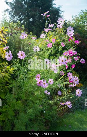 Royaume-Uni, Angleterre, Devon. Un jardin de chalet. 22nd septembre. COSMOS dans les limites. Banque D'Images