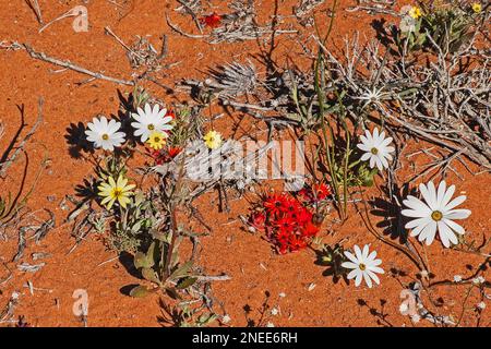 Fleurs de namaqualand Spring 11625 Banque D'Images