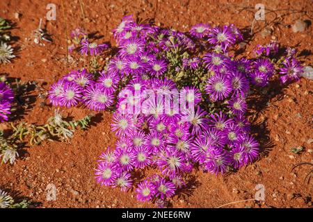 Fleurs printanières de Namaqualand 11607 Banque D'Images