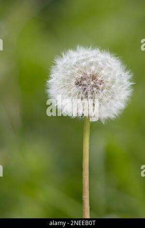 Gros plan d'une tête de semence de Dandelion (Taraxacum) dans un champ proche-Orient Grau Banque D'Images
