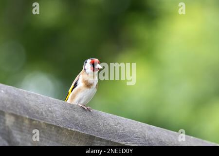 Goldfinch européen perché sur une clôture en bois Banque D'Images