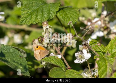 Petite Heath (Coenonympha pamphilus) papillon reposant sur un brousse de mûres Banque D'Images