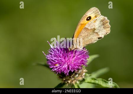Petit HéSaint (Coenonympha pamphilus) papillon reposant sur une fleur de chardon Banque D'Images