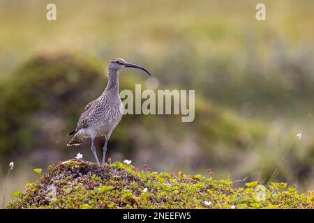 Whimmerle (Numenius phaeopus), à l'affût, tourbière, Varangerfjord, Finnmark, Norvège du Nord, Norvège Banque D'Images