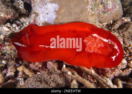 Danseuse espagnole (Hexabranchus sanguineus) la nuit. Site de plongée Abu Dabab, Mer Rouge, Egypte Banque D'Images