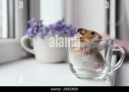 Adorable hamster dans une tasse en verre sur le rebord de la fenêtre à l'intérieur. Espace pour le texte Banque D'Images