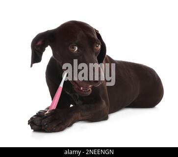 Adorable chien à aiguilles court en allemand avec brosse à dents sur fond blanc Banque D'Images