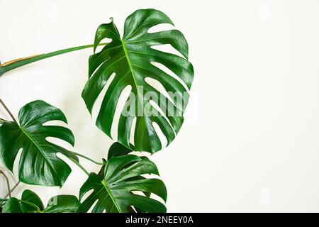 Belles feuilles de fromage suisse ou Monstera deliciosa gros plan sur le fond clair, concept de jungle urbaine, feuilles tropicales fond avec c Banque D'Images