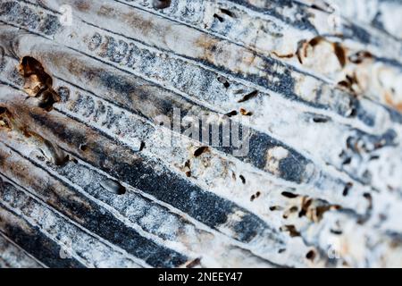 Une macro en forme de coquillage gris, prise comme fond naturel, DOF peu profond Banque D'Images