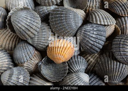 Coquillages de différentes couleurs comme un fond naturel d'été, vue de dessus Banque D'Images