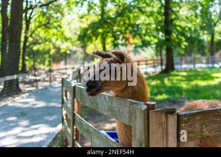 Lama au zoo près de la clôture Banque D'Images