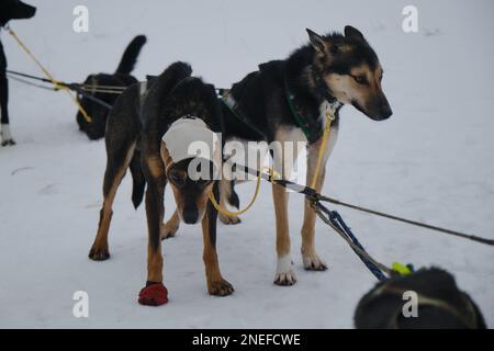 Deux chiens de traîneau dans les harnais et les colliers les chiens d'Alaska se dressent debout et se reposent après la course et l'entraînement. Compétitions de chiens de sport. Un chien s'use Banque D'Images