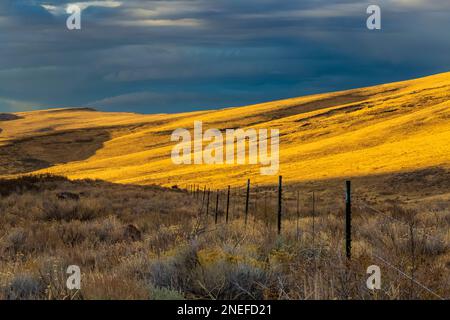 Clôture barbelée et collines dorées dans le comté de Harney, Oregon, États-Unis Banque D'Images