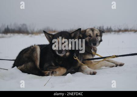 Les chiens de sport se reposent après la course ou l'entraînement. Équipe de chiens de traîneau du nord de l'Alaska en harnais en hiver sur la neige. Couple de deux chiens amis. Prêt à courir pendant Banque D'Images