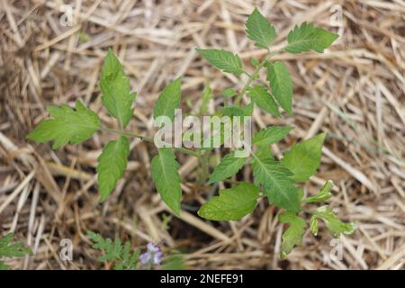 Semis de tomate dans le jardin Banque D'Images