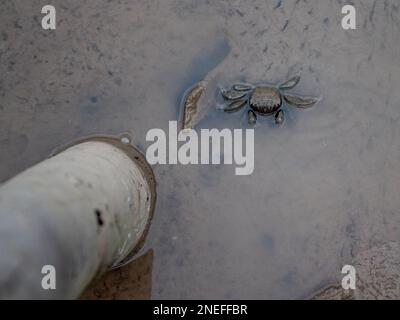 Un crabe de boue à côté d'un tuyau d'égout au Vietnam. Banque D'Images