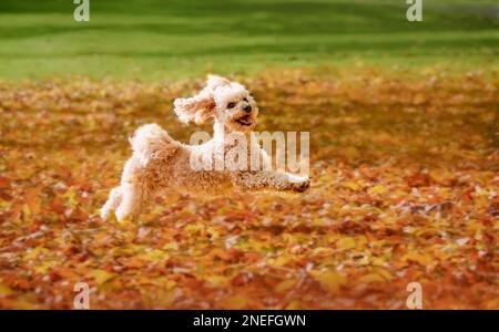 Un joyeux chien à la fois de course et de saut dans un pré couvert de feuilles colorées à l'automne, en Allemagne Banque D'Images