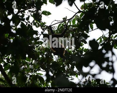 Un singe blanc bascule à travers la canopée dans le parc national Manuel Antonio. Banque D'Images