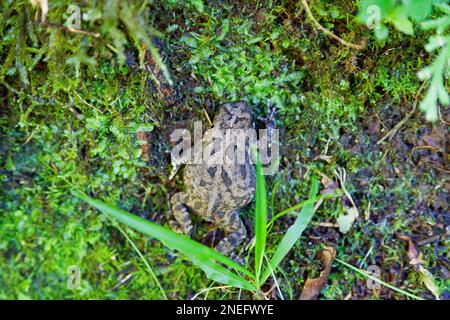 La grenouille à herbe Mascarene ou la grenouille striée Mascarene (Ptychadena mascareniensis) est une espèce de grenouille de la famille des Ptychadenidae. Banque D'Images