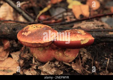 Gros plan sur un Neoboletus praestigator poussant dans les bois. Banque D'Images