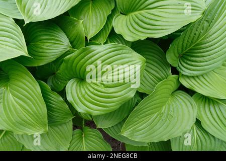 Une fleur hosta avec des feuilles vertes dans le jardin Banque D'Images