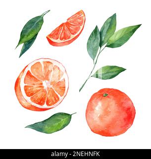 Ensemble d'oranges et de feuilles d'orange isolées sur fond blanc. Demi-orange, en tranches. Illustration aquarelle, collection d'agrumes, Ill botanique Banque D'Images