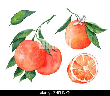 Ensemble d'oranges aquarelles sur une branche isolée sur fond blanc. Orange, feuilles, fleurs. Illustration botanique réaliste. Fruits Banque D'Images