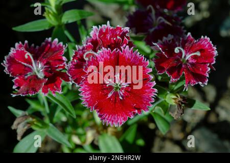 Gros plan de belles fleurs vibrantes de Dianthus chinensis. Banque D'Images