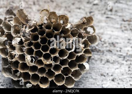 Photo macro de la vieille vésiculeuse abandonnée avec mise au point douce sélective Banque D'Images