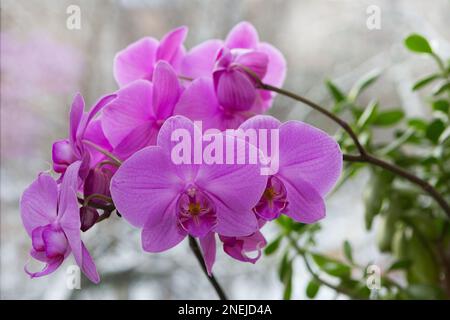 Branche d'une orchidée en fleurs sur la fenêtre sur le fond d'un paysage d'hiver Banque D'Images