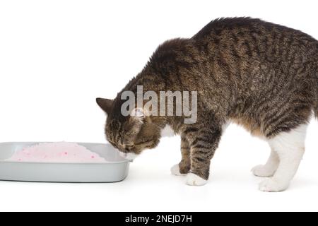 Toilette pour un chat avec gel de silice et un chat gris, isolé sur fond blanc Banque D'Images