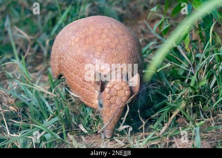 Un armadillo sphérique du sud sort de sa grotte Banque D'Images