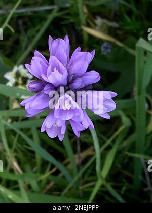 Laguna Beach, Californie, États-Unis. 11th févr. 2023. La jacinthe de la Californie sauvage ''˜School cloches' (dichelostemma capitatum) croît près de la sagebrush dans Laguna Canyon. (Credit image: © Ruaridh Stewart/ZUMA Press Wire) USAGE ÉDITORIAL SEULEMENT! Non destiné À un usage commercial ! Banque D'Images