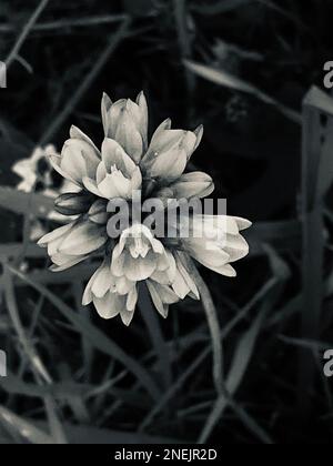 Laguna Beach, Californie, États-Unis. 11th févr. 2023. La jacinthe de la Californie sauvage ''˜School cloches' (dichelostemma capitatum) croît près de la sagebrush dans Laguna Canyon. (Credit image: © Ruaridh Stewart/ZUMA Press Wire) USAGE ÉDITORIAL SEULEMENT! Non destiné À un usage commercial ! Banque D'Images