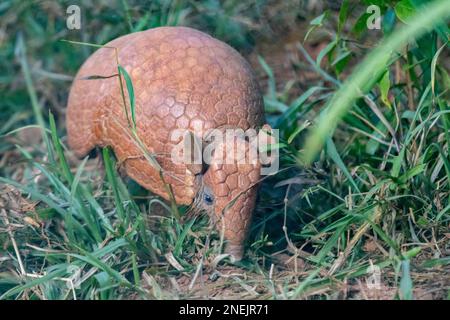 Un armadillo sphérique du sud sort de sa grotte Banque D'Images