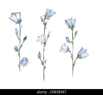 Jeu d'illustrations aquarelles d'éléments floraux bleus. Fleurs fleuries dessinées à la main avec aquarelle sur un fond blanc isolé. Parfait pour un mariage Banque D'Images