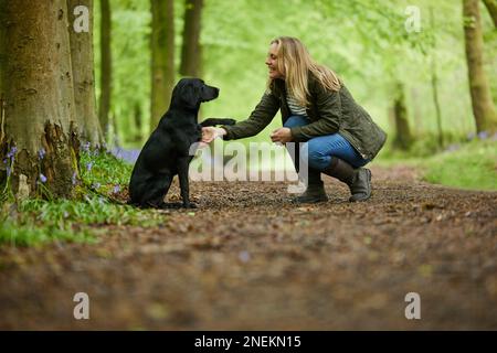 Femme adulte avec chien Labrador noir aimant lors de la promenade printanière à travers les Bluebells dans la campagne Banque D'Images