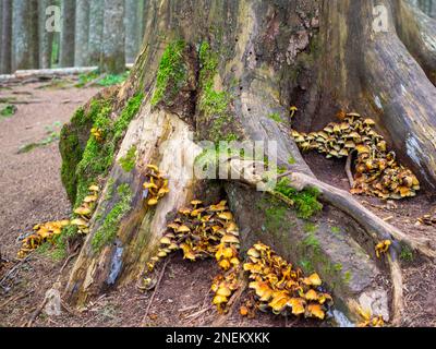 Champignons dans une racine d'arbre Banque D'Images