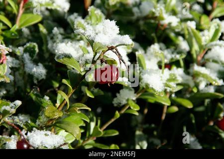 Un cliché fascinant de canneberge de montagne accrochée à une branche avec des feuilles vertes recouvertes de neige Banque D'Images