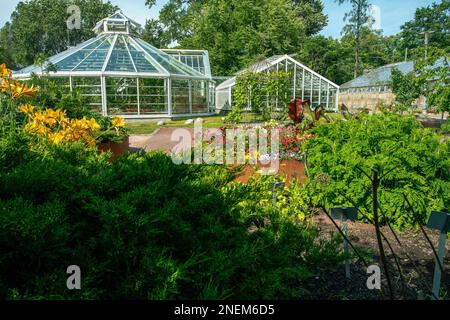 Genévrier et lit fleuri de pétunias et serres au loin dans le jardin botanique Kaisaniemi d'Helsinki - jour d'été ensoleillé ! Banque D'Images