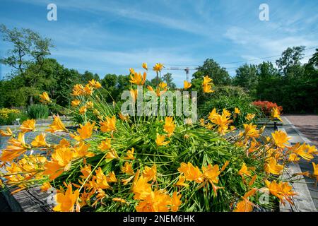 'se' d'un jardin de Daylis orange dans le jardin botanique Kaisaniemi à Helsinki et d'une grue de construction (industrie de la construction) Banque D'Images