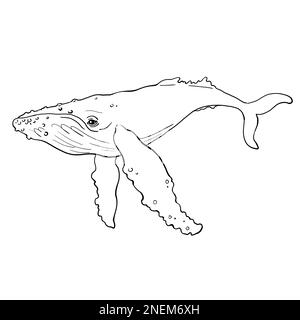 Image de dessin linéaire à main levée d'une baleine. Illustration de haute qualité Banque D'Images