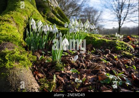 Snowdrop fleurs sauvages à la base d'un arbre en février Banque D'Images