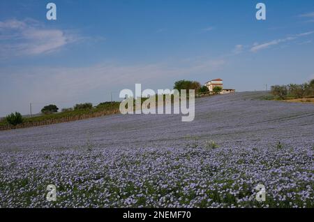 Vue panoramique d'une plantation de lin, en arrière-plan une ferme de campagne.Molise, Italie. Banque D'Images